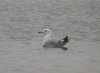Caspian Gull at Wat Tyler Country Park (Steve Arlow) (56552 bytes)